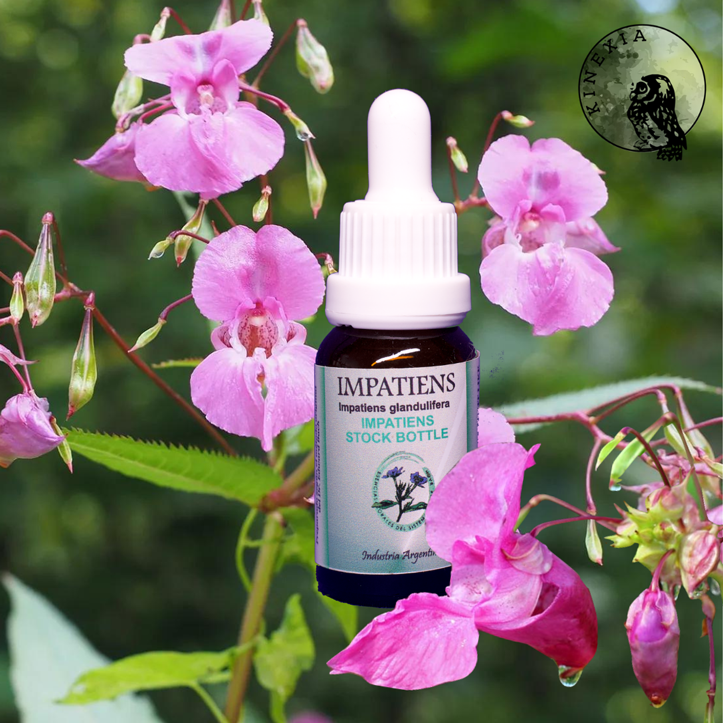 Impatiens 15ml