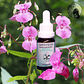 Impatiens 15ml - Miniatura 2