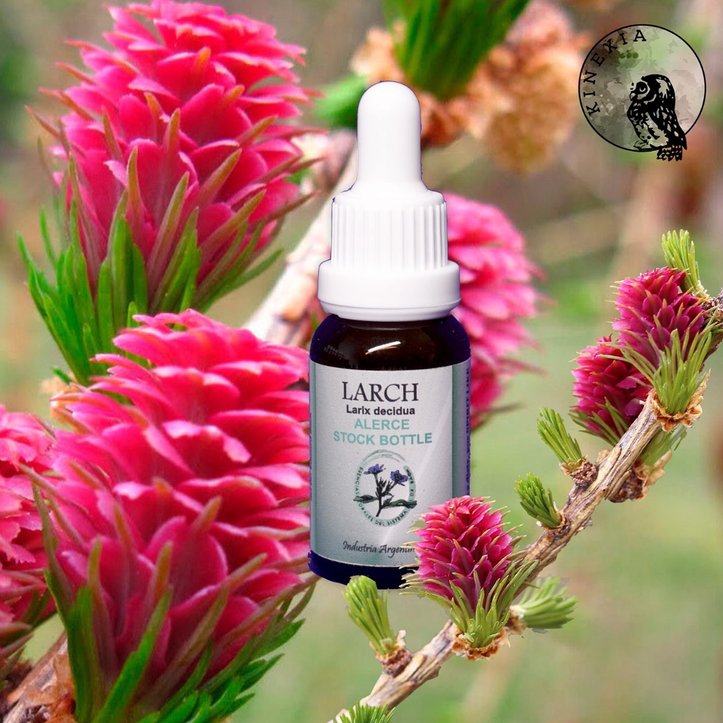 Larch 15ml