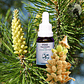 Pine 15ml - Miniatura 2