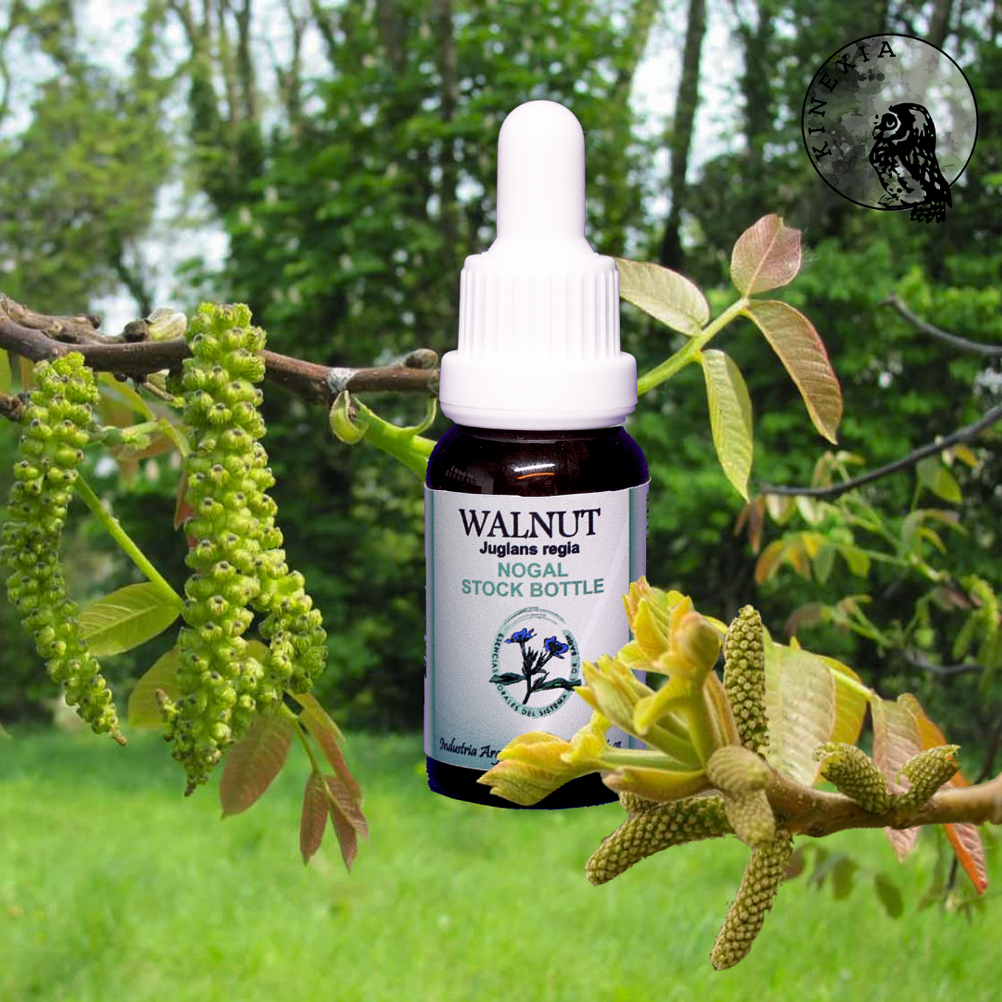 Walnut 15ml