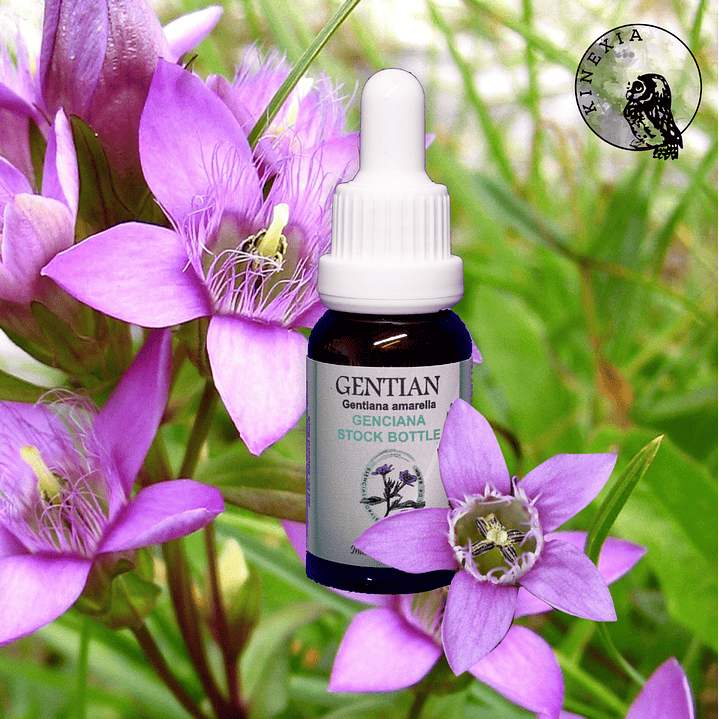 Gentian 30ml