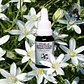 Star of Bethlehem - Estrella de Belen 30ml - Miniatura 2