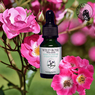 Wild Rose 30ml