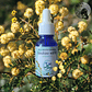 Sunshine Wattle 15ml - Miniatura 2