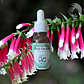 Bush Fucshia 15ml - Miniatura 2