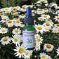 Shasta Daisy 15ml - Miniatura 2