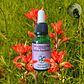 Indian Paintbrush 15ml - Miniatura 2