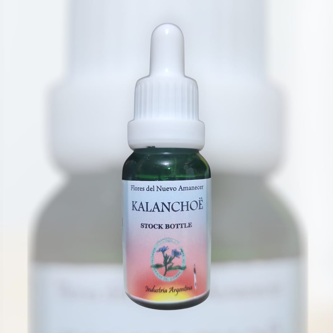 Kalanchoe