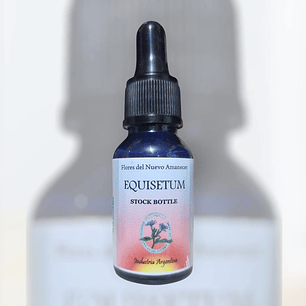 Equisetum