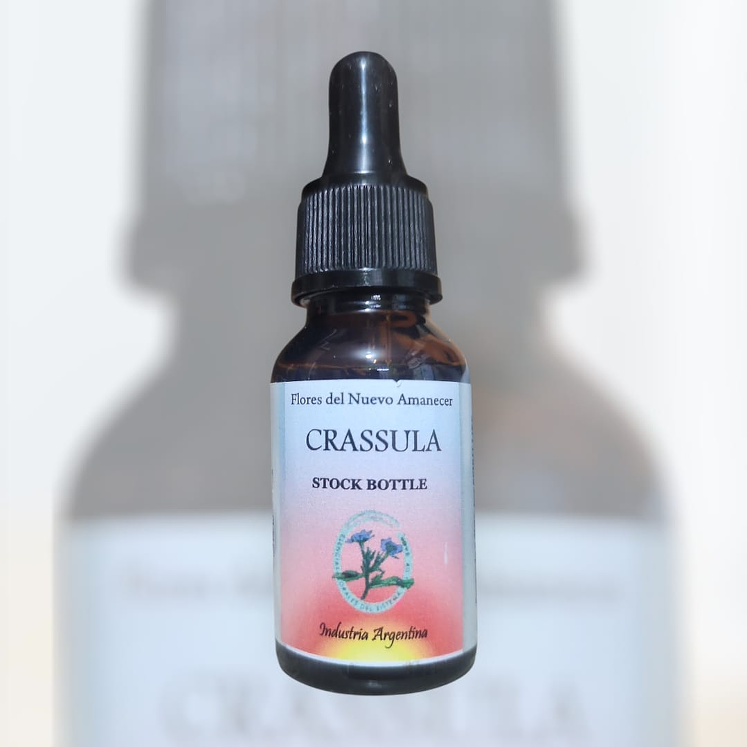 Crassula 1
