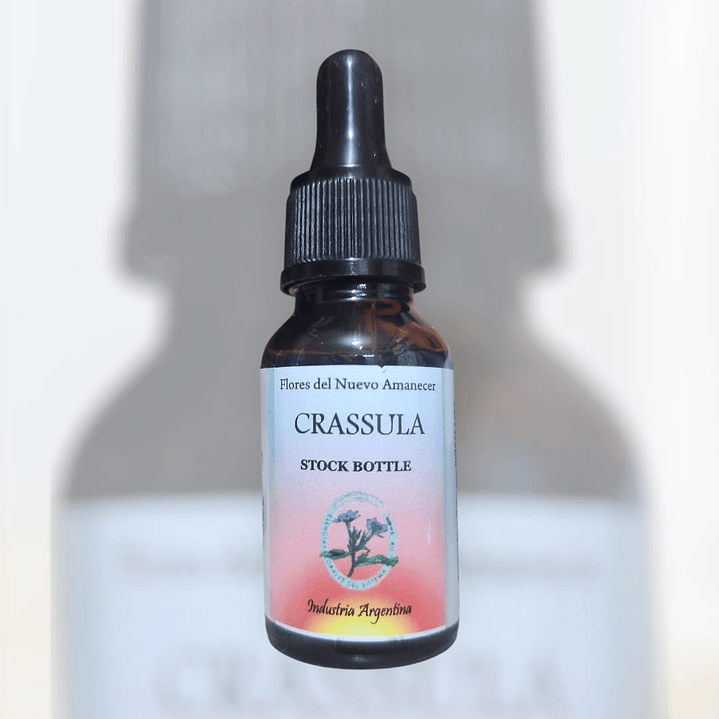 Crassula 1