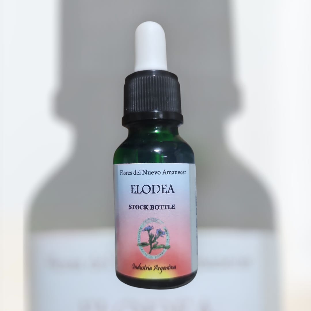 Elodea