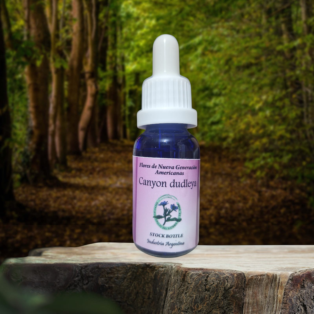 Canyon Dudleya 15ml 1