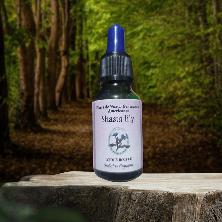 Shasta Lily 1