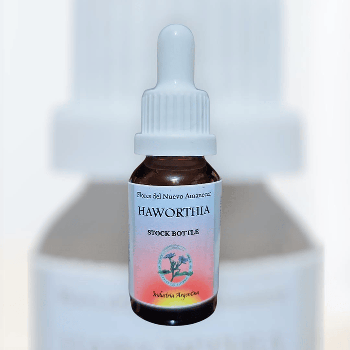 Haworthia 1