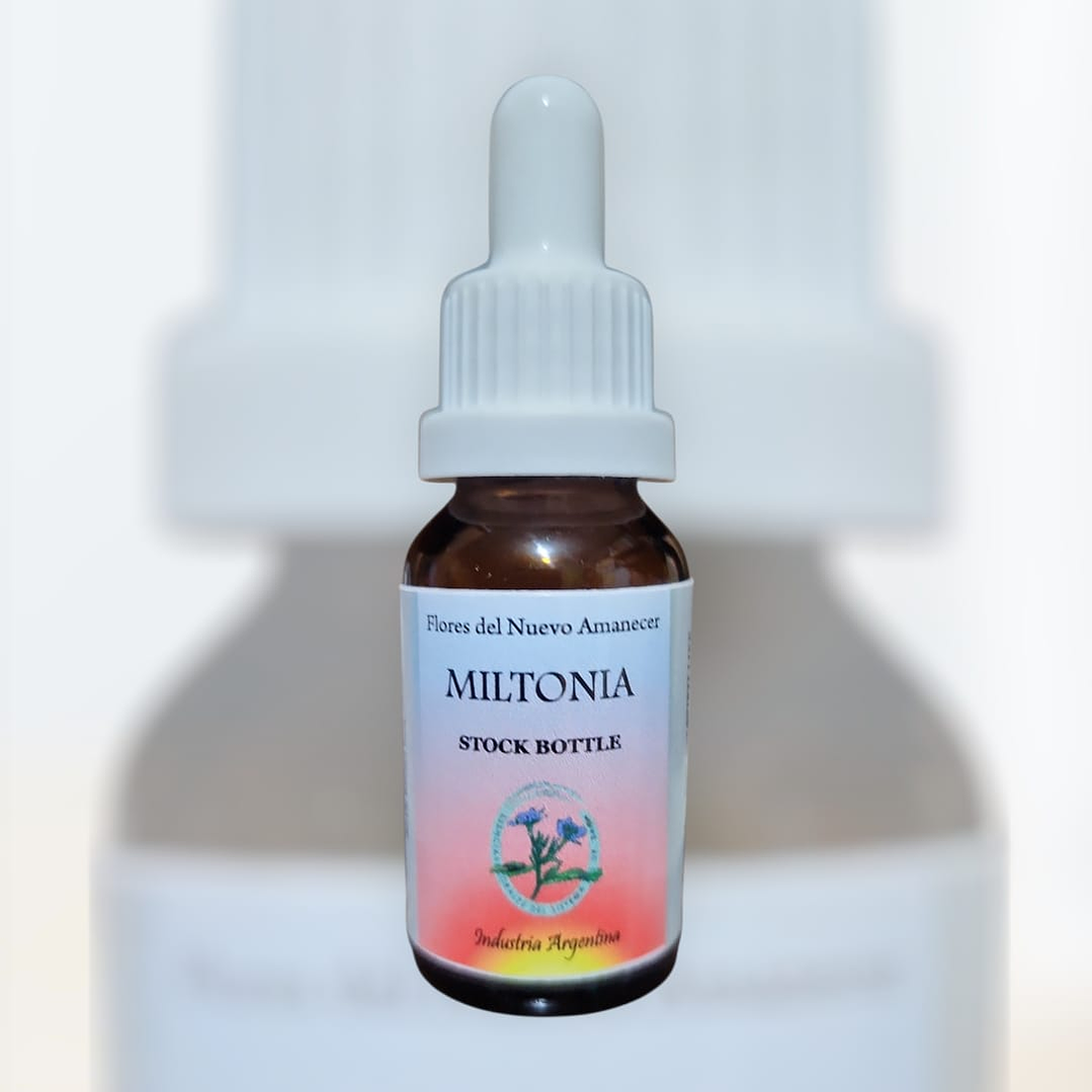 Miltonia 1
