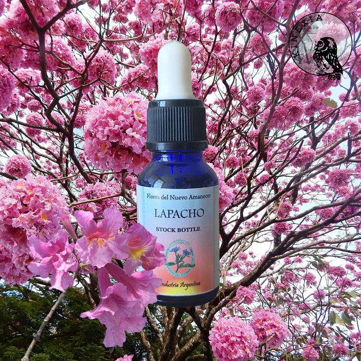 Lapacho 2