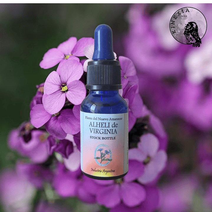 Alhelí de Virginia 2