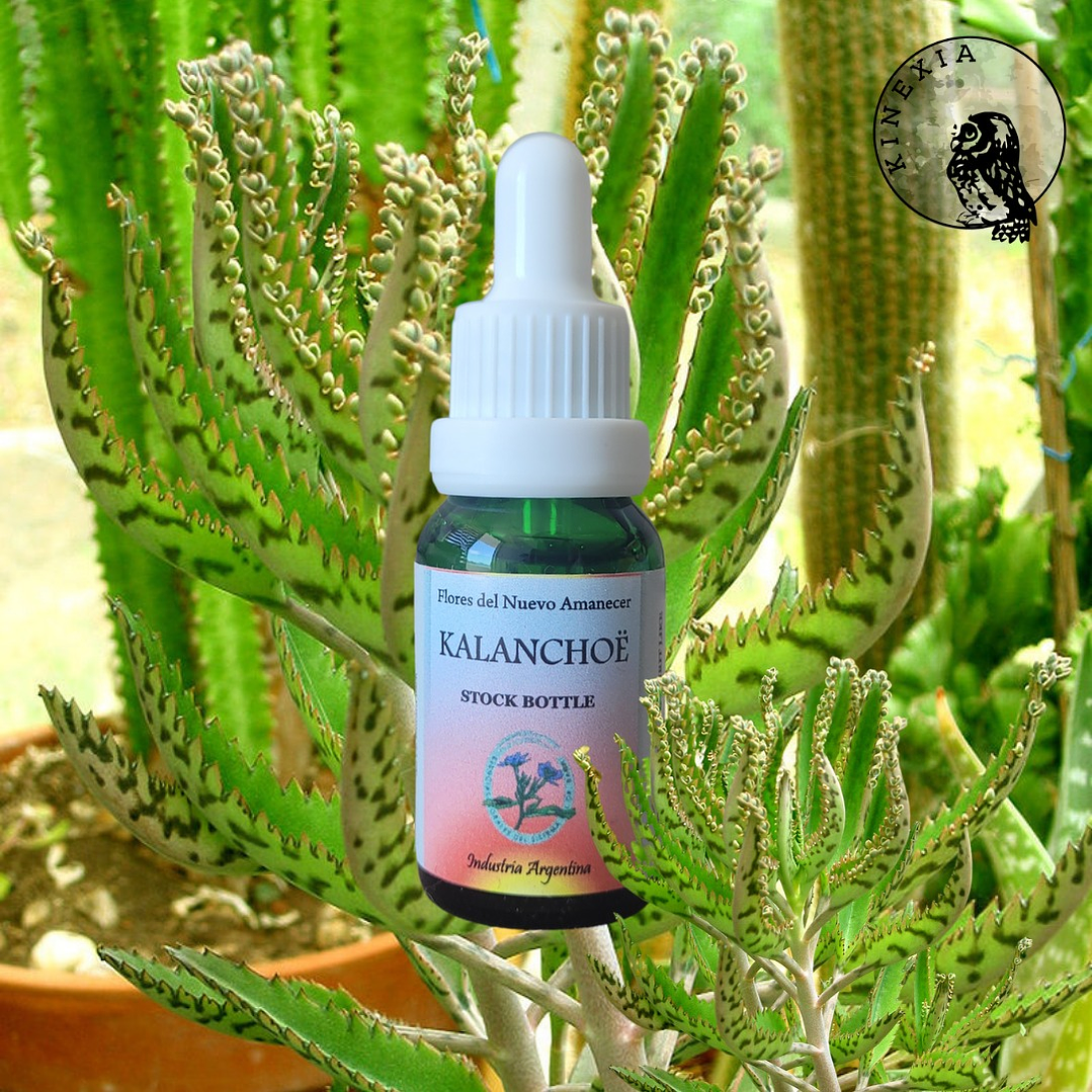 Kalanchoe 2