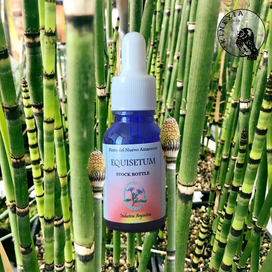 Equisetum 2