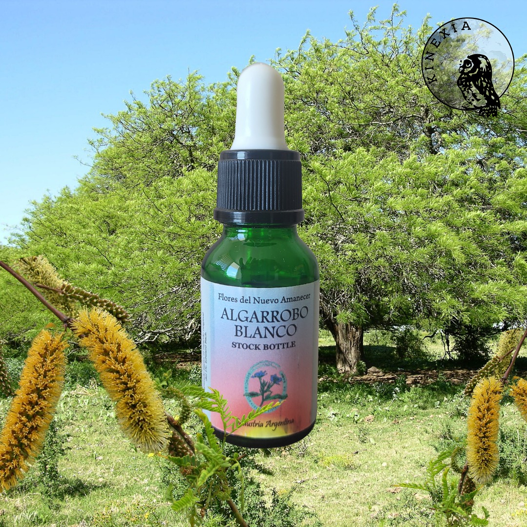 Algarrobo Blanco   2