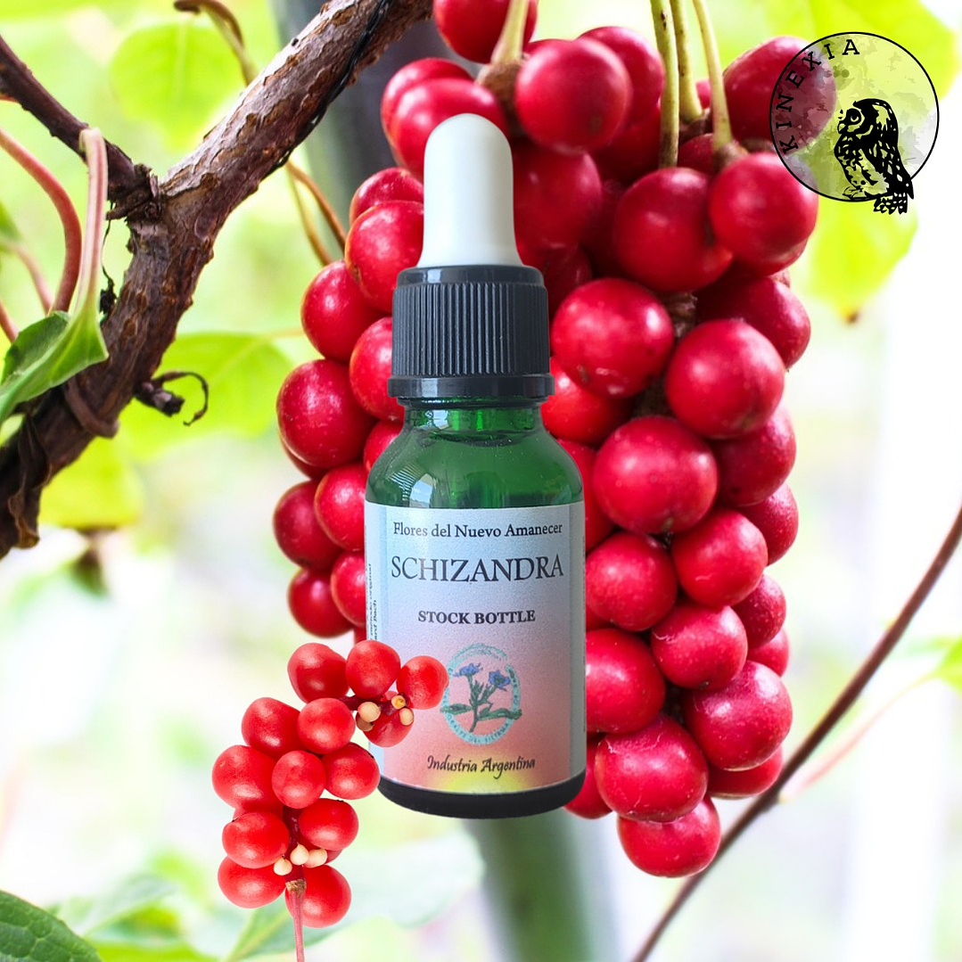 Schizandra 2