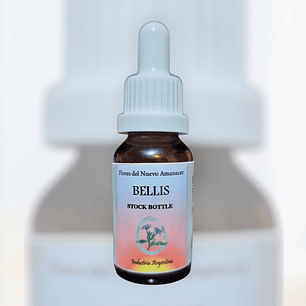 Bellis