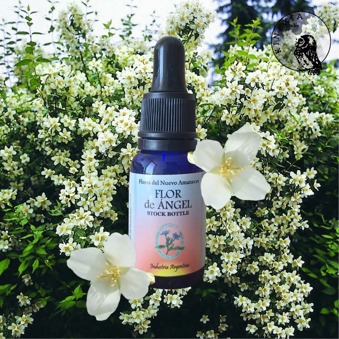 Flor del Ángel 2