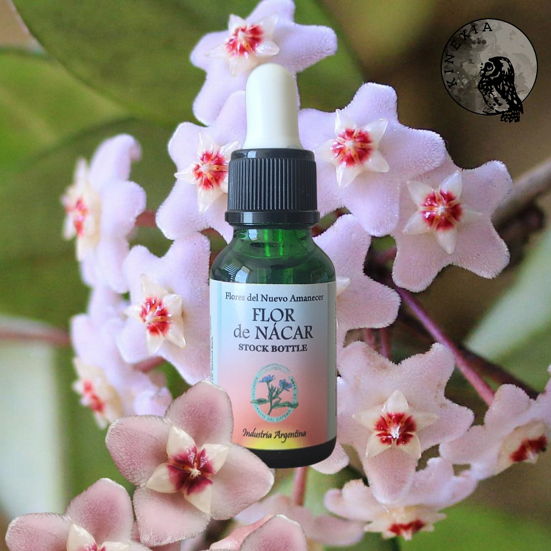 Flor de Nácar 2
