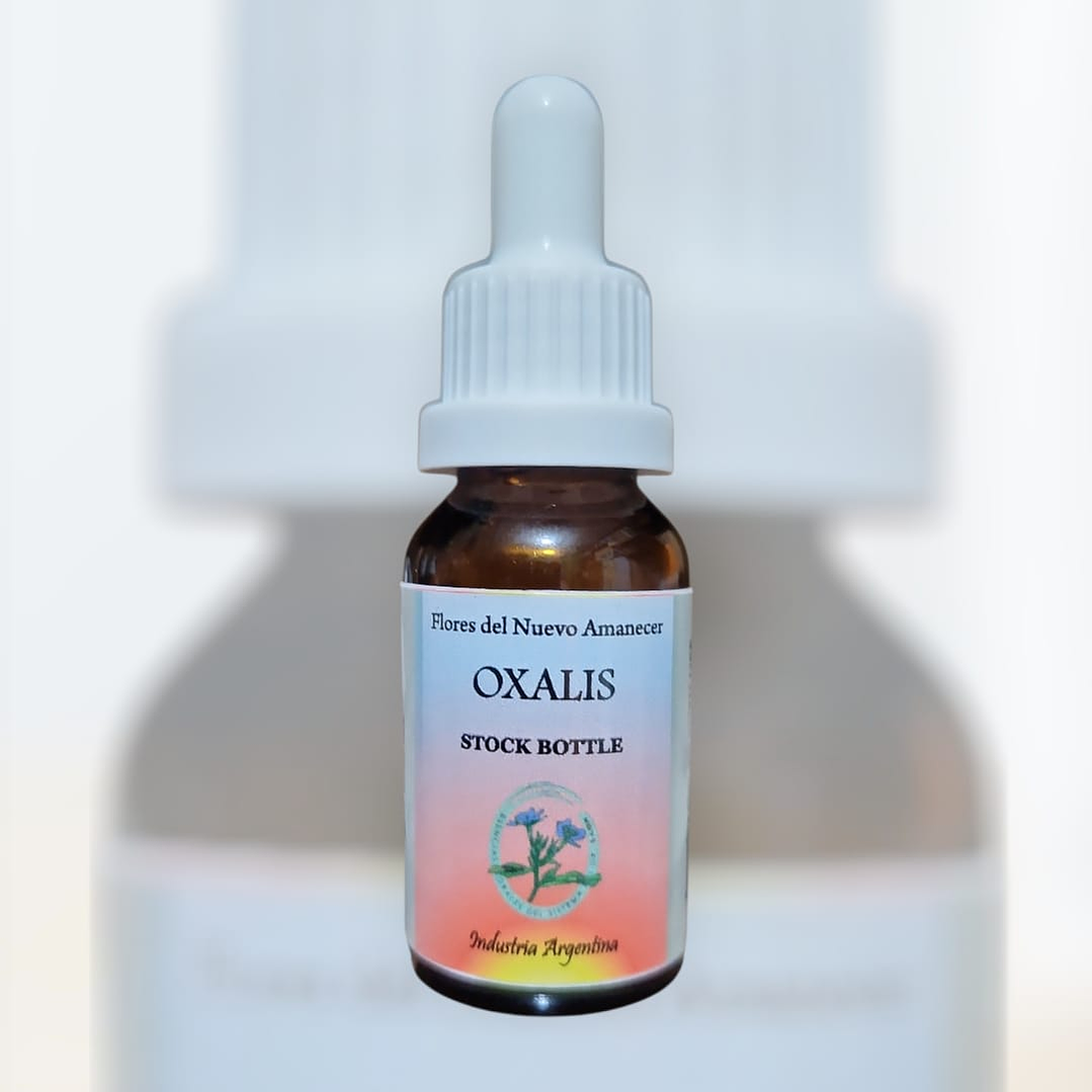 Oxalis 1