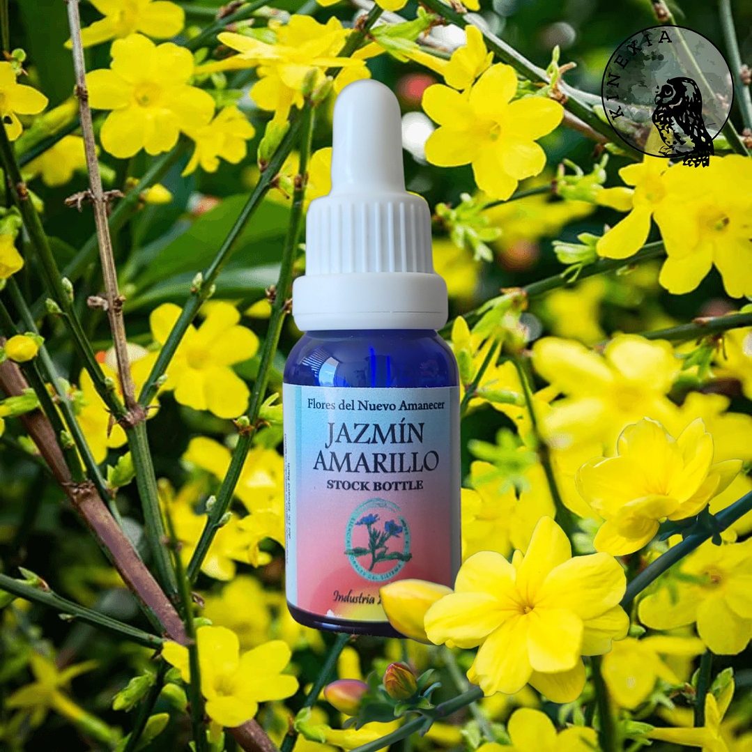 Jazmín Amarillo ( Jasmine ) 2
