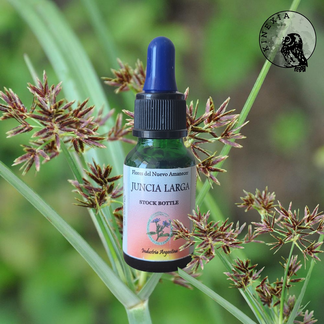 Juncia Larga 2
