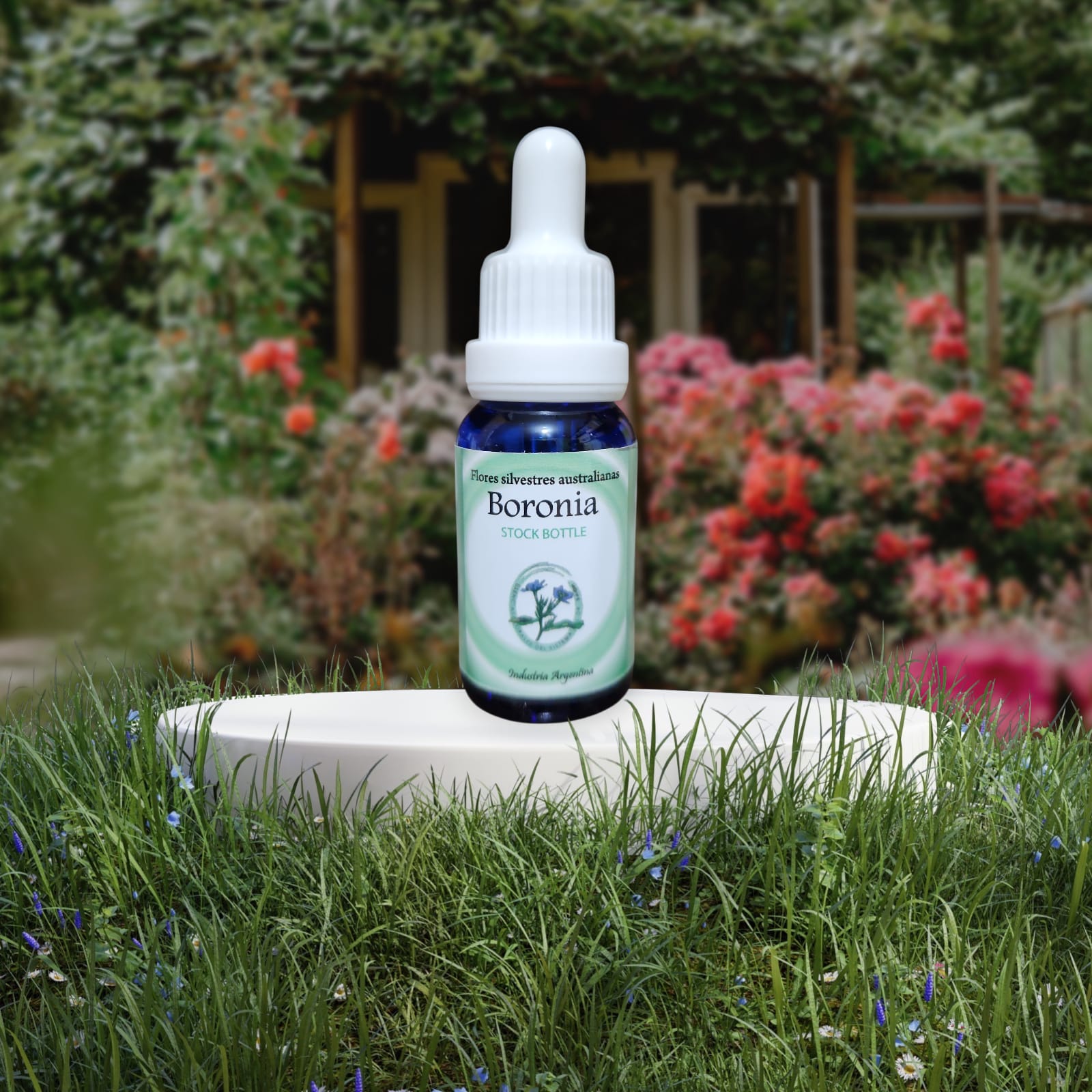 Boronia 15ml
