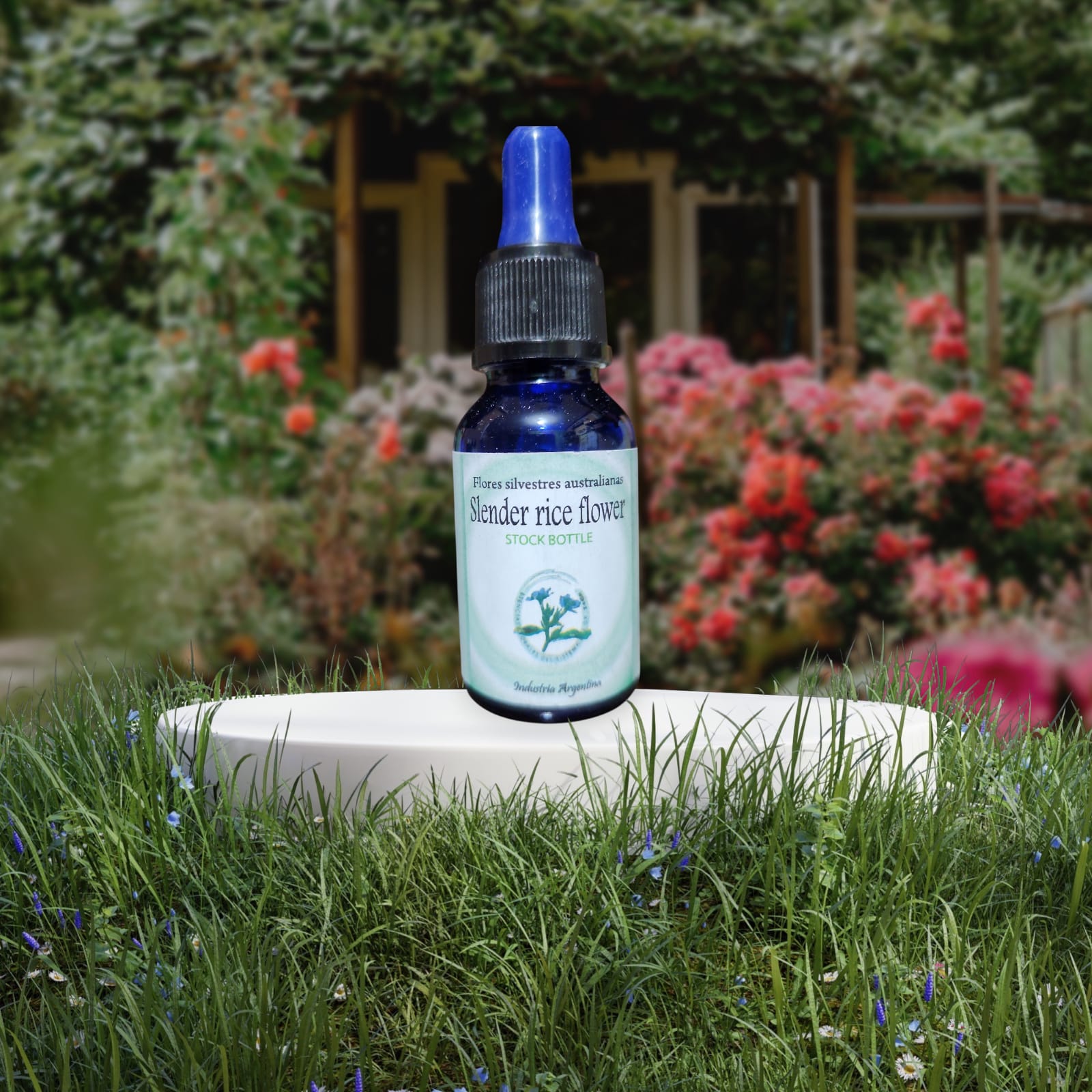 Slender Rice Flower 15ml
