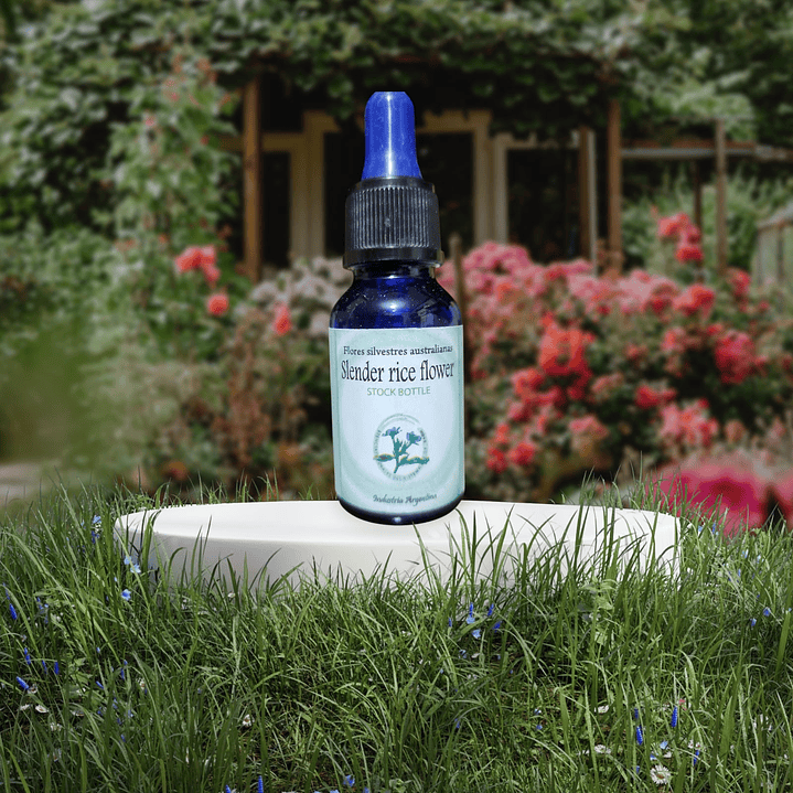 Slender Rice Flower 15ml 1