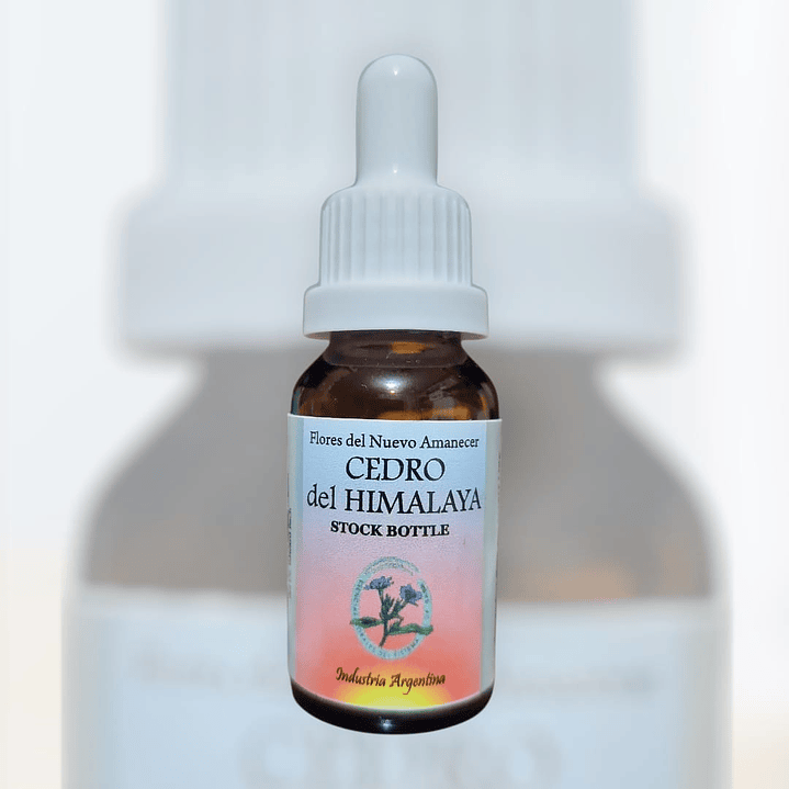 Cedro del Himalaya  1