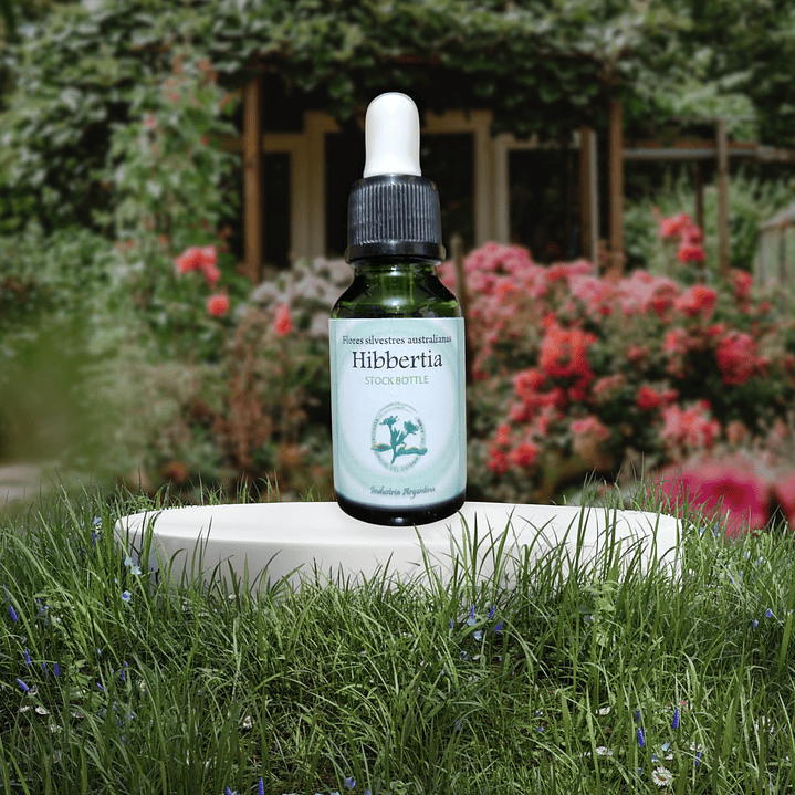 Hibbertia 15ml 1