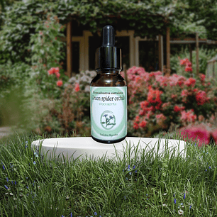 Green Spider Orchid 15ml