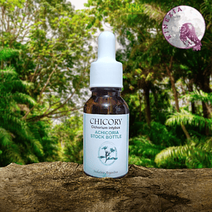 Chicory 15ml