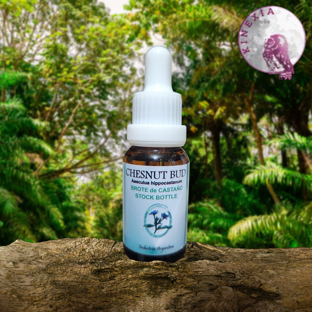 Chestnut Bud 15ml 1