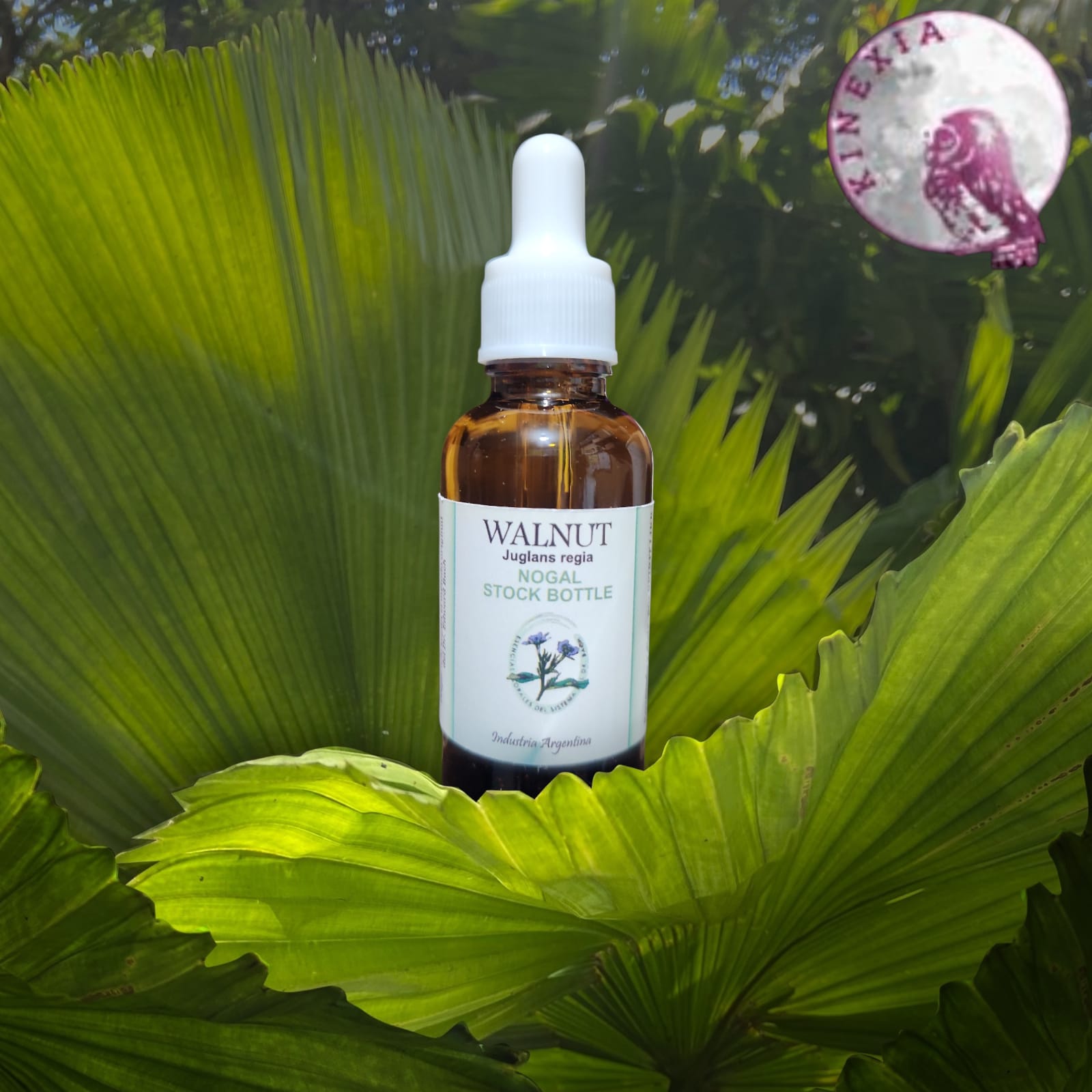 Walnut 30ml