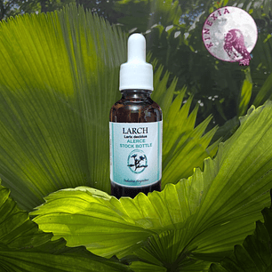 Larch 30ml
