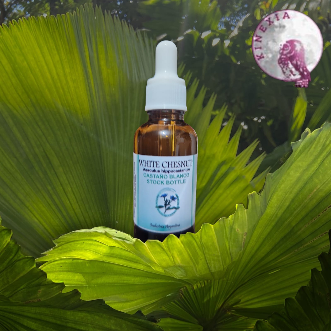 White Chestnut 30ml 1