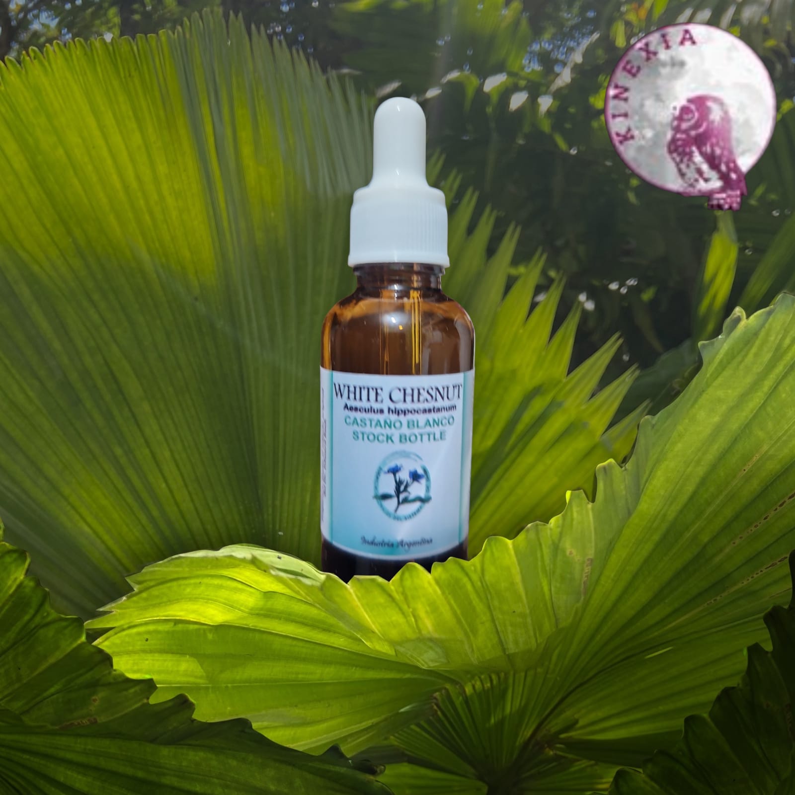 White Chestnut 30ml