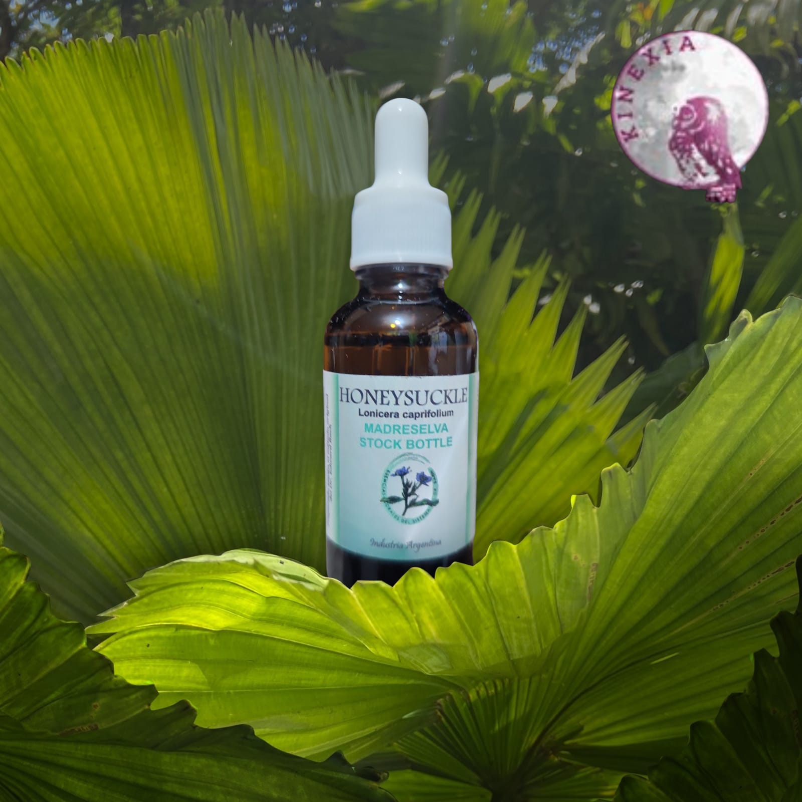 Honeysuckle 30ml
