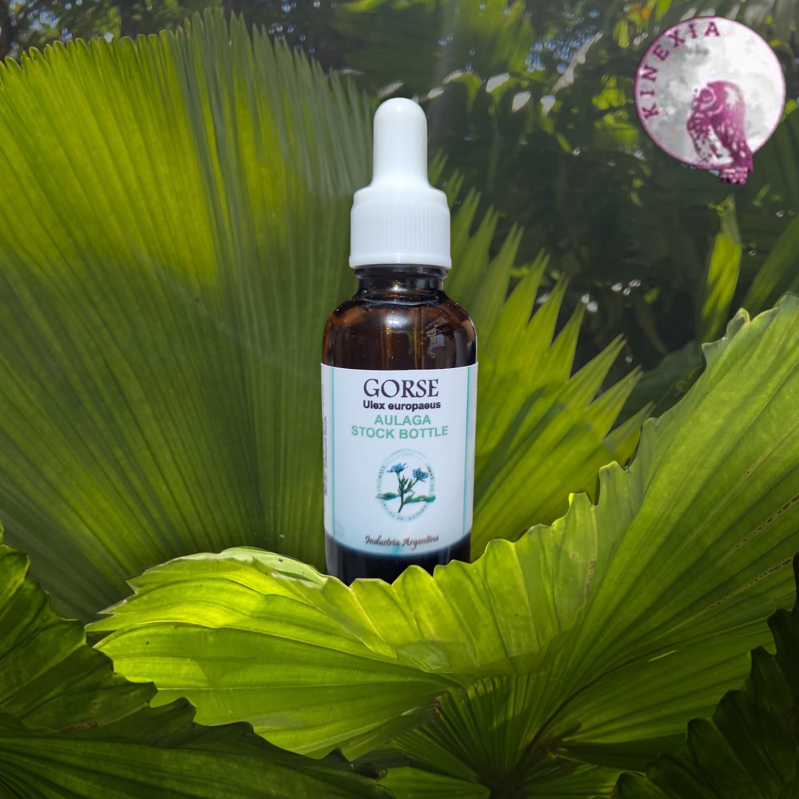 Gorse 30ml