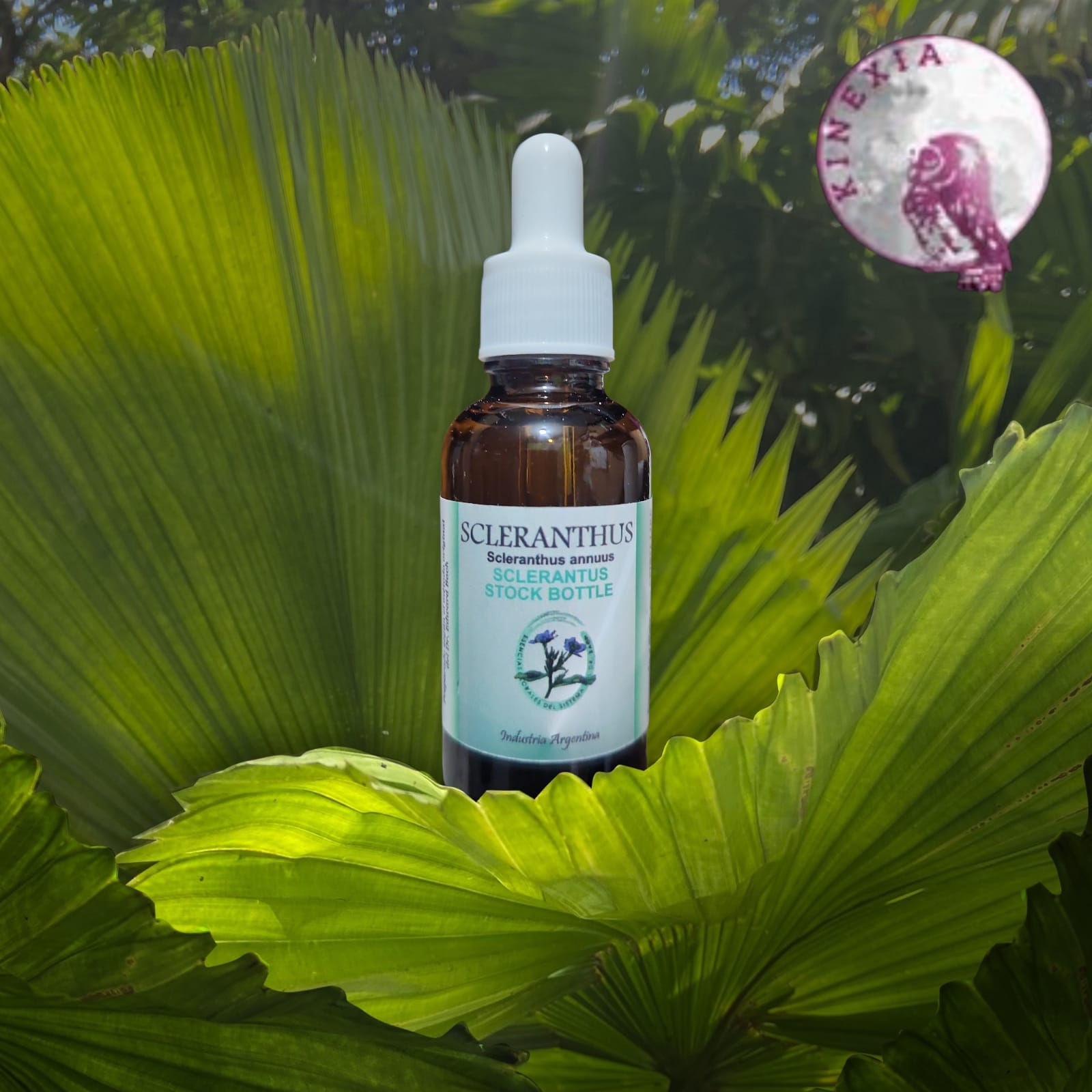 Sclerantthus 30ml