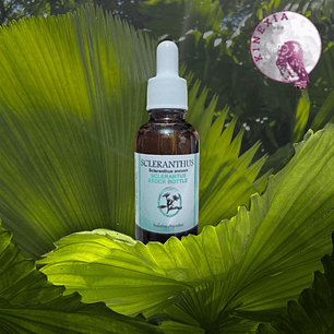 Sclerantthus 30ml