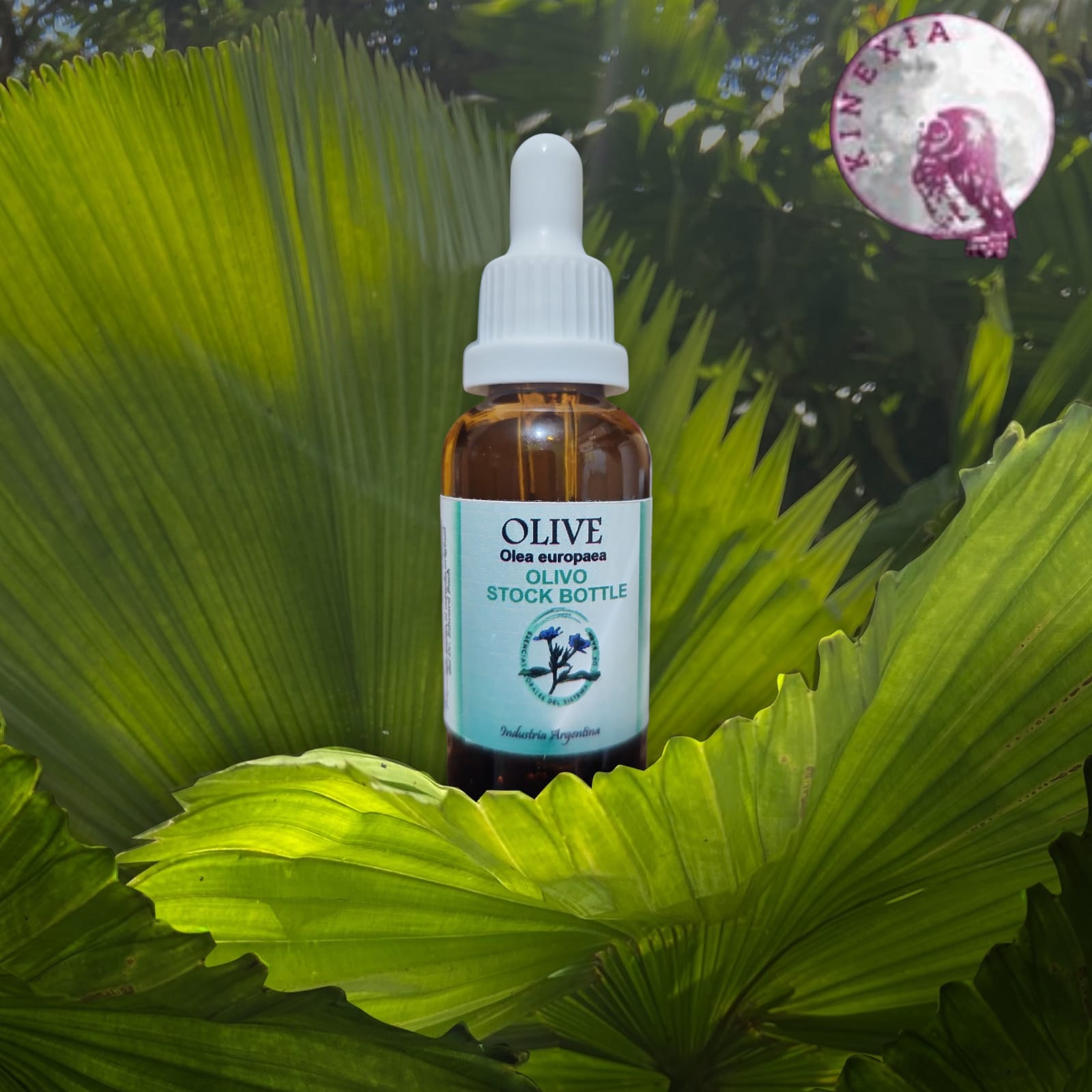 Olive 30ml